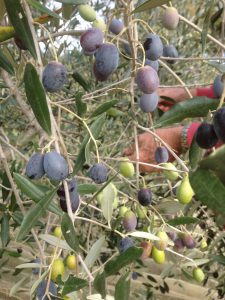 Picking Olives