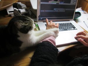 Cat helds arm working on computer