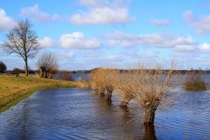 flooded landscape