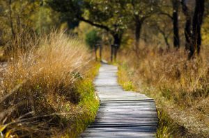 wooden-track in nature