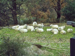 A group of sheep lying in the gras