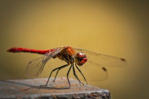 A red insect, looking beautiful