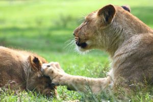  Lion with the paw on another one's head