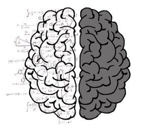 brain, both hemispheres