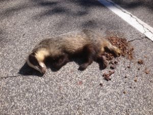 A badger lying on the road