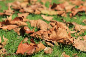 dry leaves on green gras