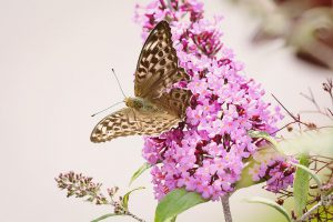 Butterfly on pink flower