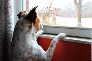 dog waiting at the window