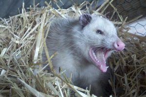 An opossum showing its teeth