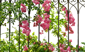 a rose fence